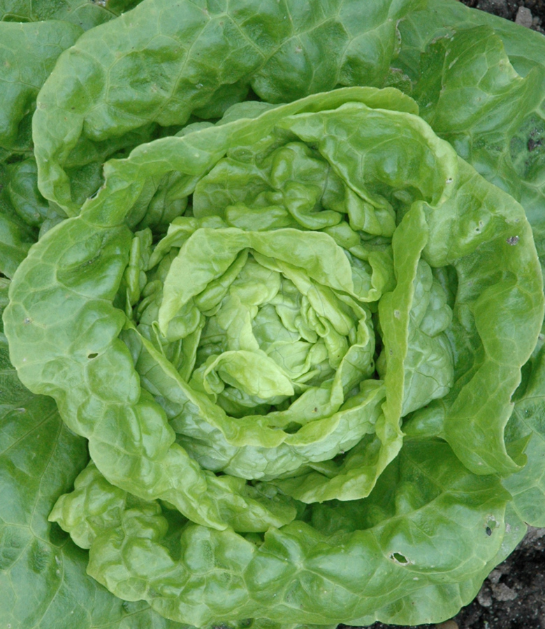 Tennisball lettuce