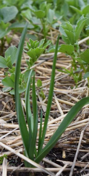 garlic and favas