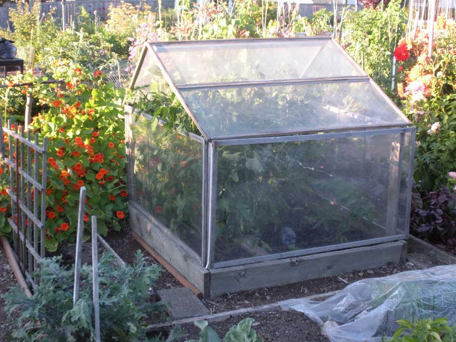 tomatoes in a frame cloche