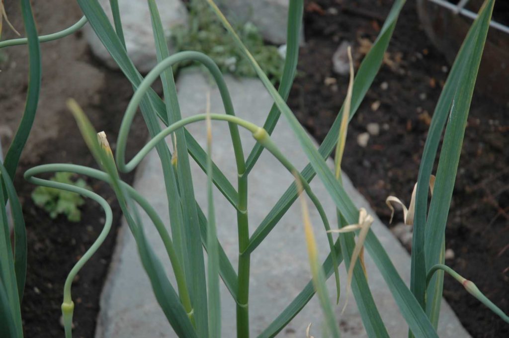 garlic scapes