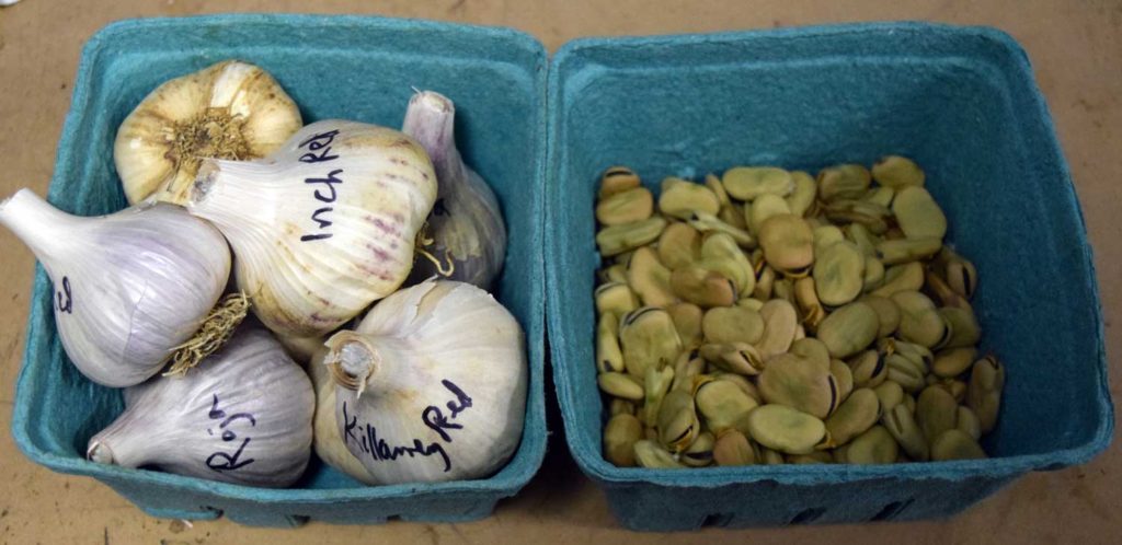 garlic and favas