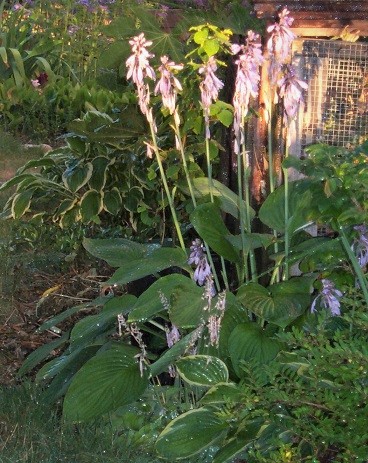 hostas in flower