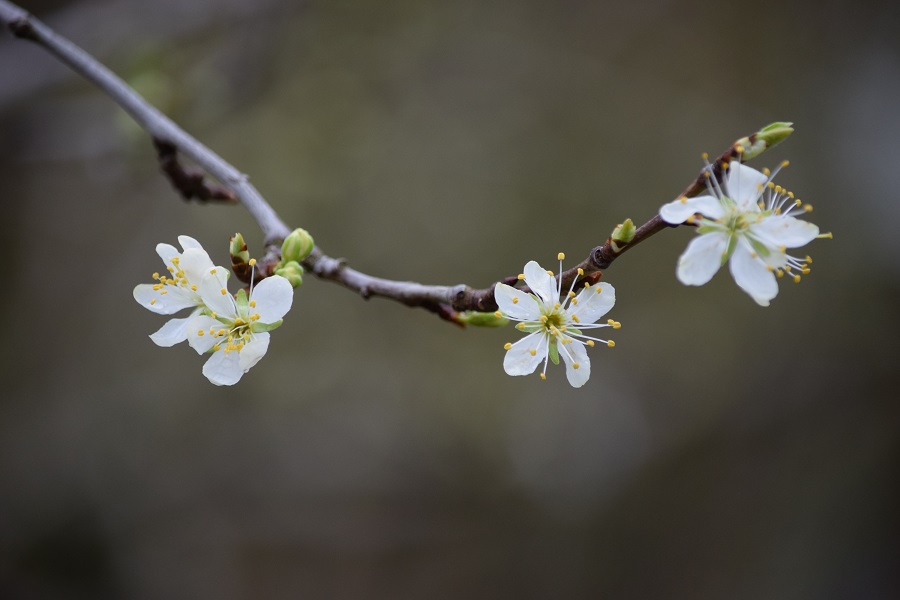 plum flowers